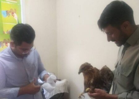 رهاسازی سارگپه پس از تیمار در چاراویماق