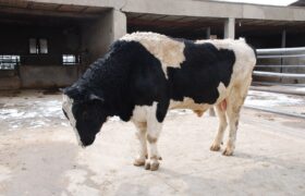 افزایش ۱۹.۸۴ درصدی تلقیح مصنوعی دام در آذربایجان شرقی