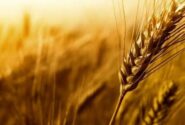 نظارت میدانی بر برداشت گندم آبی در مرند؛ خرید ۶۵۰۰ تن گندم تا امروز