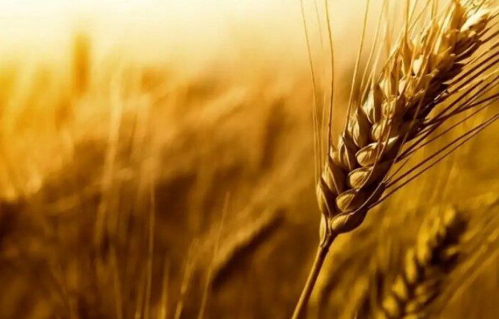 نظارت میدانی بر برداشت گندم آبی در مرند؛ خرید ۶۵۰۰ تن گندم تا امروز