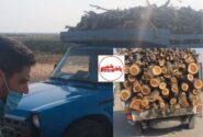 کشف قاچاق ۱۱ تن چوب جنگلی کمیاب در بناب؛ توقیف نیسان حامل ۳ تن چوب قرهآغاج
