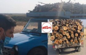 کشف قاچاق ۱۱ تن چوب جنگلی کمیاب در بناب؛ توقیف نیسان حامل ۳ تن چوب قرهآغاج