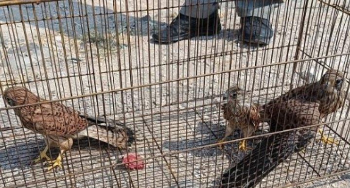 پنج بهله پرنده شکاری در طبیعت مراغه رهاسازی شد