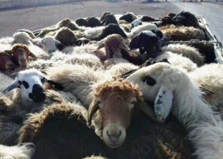 بازداشت باند سارقین احشام بخش تسوج