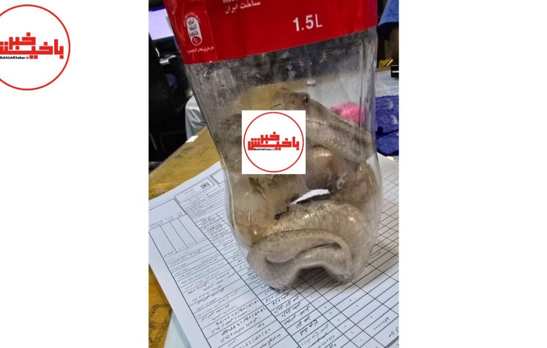 مرد مارگزیده تبریزی به همراه مار به اورژانس بیمارستان آمد