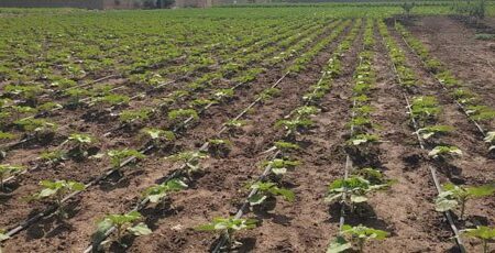 افتتاح طرح آبیاری کم فشار در مرند؛ گامی مؤثر در مدیریت منابع آب کشاورزی