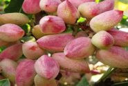 سطح زیرکشت پسته در آذربایجان شرقی از ۳ هزار هکتار گذشت