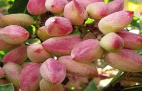 سطح زیرکشت پسته در آذربایجان شرقی از ۳ هزار هکتار گذشت