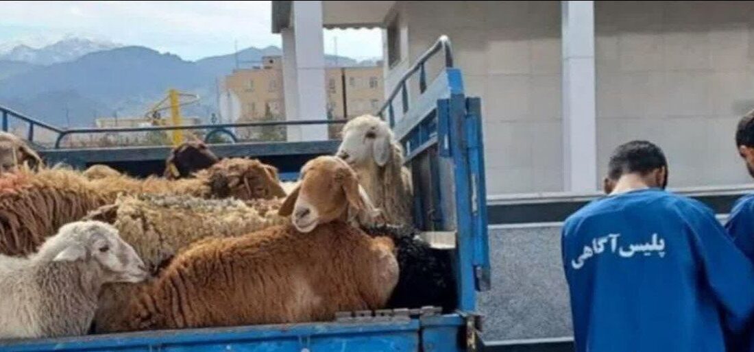 بازداشت دزدان  احشام در  میانه