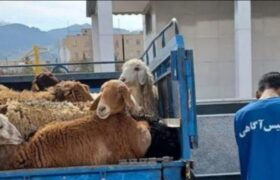 بازداشت دزدان  احشام در  میانه