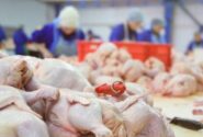 نظارت بر کشتارگاه‌های مرغ در تبریز در راستای تنظیم بازار