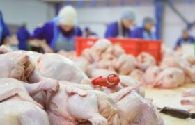 نظارت بر کشتارگاه‌های مرغ در تبریز در راستای تنظیم بازار