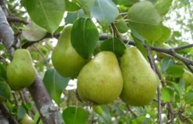 تولید ۶۶۰۰ تن گلابی در آذربایجان شرقی
