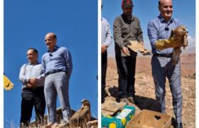 رهاسازی ۱۰ بهله پرنده شکاری در زیستگاه طبیعی آذربایجان شرقی