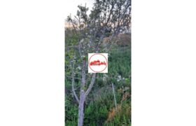 به شکوفه نشستن درخت آلوچه در روستای قراجه فیض الله مرند+عکس