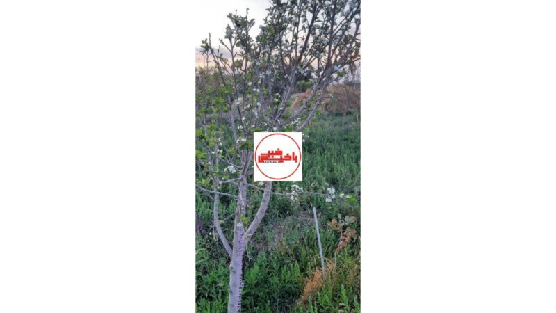 به شکوفه نشستن درخت آلوچه در روستای قراجه فیض الله مرند+عکس
