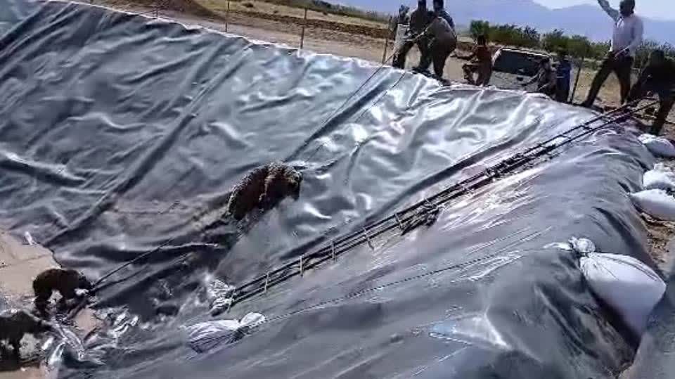 نجات خانواده خرس گرفتار از استخر پلیمری درسراب