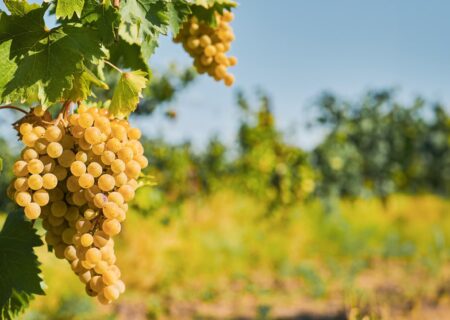 برداشت بیش از ۲۱۰ هزار تن انگور در آذربایجان شرقی