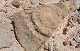 شناسایی سایت فسیلی جدید با قدمت ۸ میلیون سال در کردستان