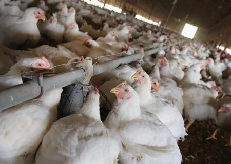 اقدام قاطع مدیریت جهاد کشاورزی شهرستان ویژه مرند: “معرفی ۲۷ واحد مرغداری متخلف به تعزیرات حکومتی