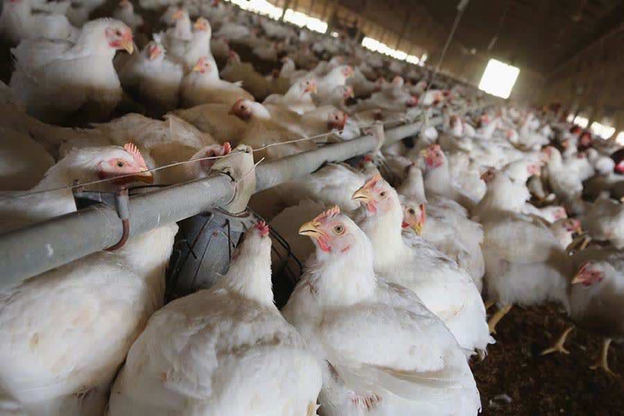 اقدام قاطع مدیریت جهاد کشاورزی شهرستان ویژه مرند: “معرفی ۲۷ واحد مرغداری متخلف به تعزیرات حکومتی