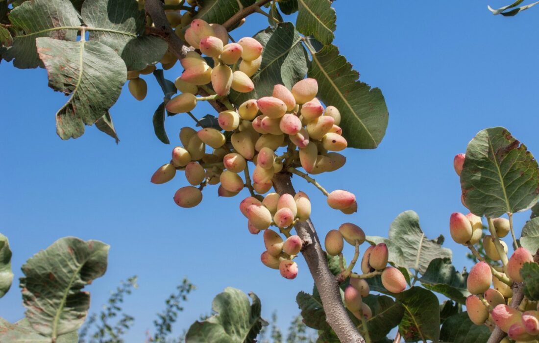 افزایش ۲۴ درصدی برداشت پسته در آذربایجان شرقی