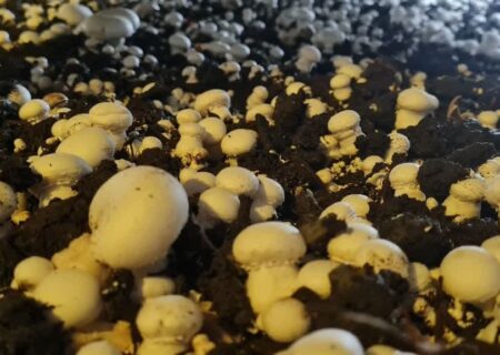 آذربایجان‌شرقی با تولید ۴۳۲۰ تن قارچ در جمع استان‌های پیشرو کشور قرار گرفت