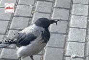 مشاهده کلاغ با منقاری عجیب و ضربدری در تبریز