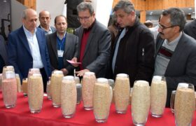 استفاده از بذر گواهیشده؛ راهی مطمئن برای افزایش درآمد گندمکاران