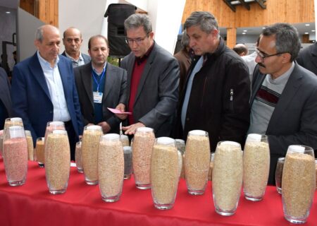 استفاده از بذر گواهی‌شده؛ راهی مطمئن برای افزایش درآمد گندمکاران