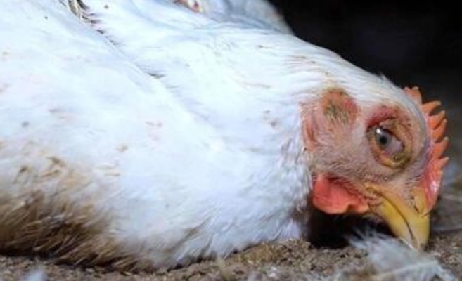 وزارت بهداشت: تاکنون مورد انسانی آنفلوانزای پرندگان در کشور گزارش نشده است