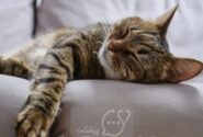 گربه ها واقعاً چقدر می‌خوابند؟