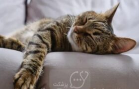 گربه ها واقعاً چقدر می‌خوابند؟