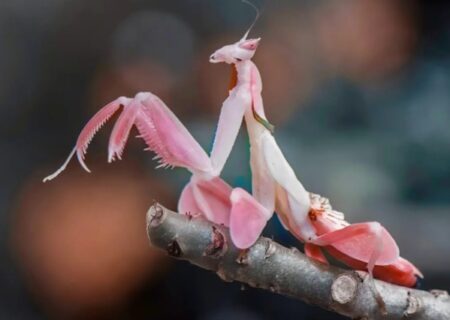 مانتیس صورتی امپوسا یکی ترسناک‌ترین حشرات جهان/ عکس