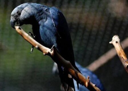 تولد اولین جوجه نادرترین طوطی جهان که در طبیعت منقرض شده است