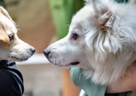 بازار داغ حیوانات خانگی؛ از ۵ تا ۲۰۰ میلیون تومان/ هزینه های عشق به حیوانات خانگی در ایران