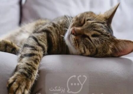 گربه ها واقعاً چقدر می‌خوابند؟