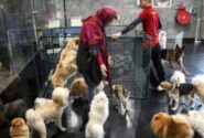 زندگی لوکس سگها در ایران | از کافههای مخصوص تا تولدهای میلیاردی | چهره پنهان یک محبت | عشق یا تجارت احساسات؟