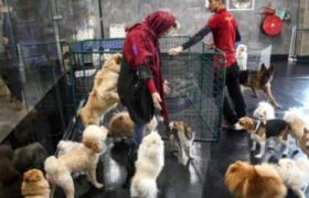 زندگی لوکس سگها در ایران | از کافههای مخصوص تا تولدهای میلیاردی | چهره پنهان یک محبت | عشق یا تجارت احساسات؟