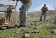 زنده گیری یک قلاده گربه جنگلی در اهر
