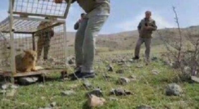 زنده گیری یک قلاده گربه جنگلی در اهر