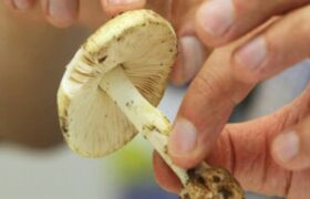 مصرف این قارچ ها جانتان را تهدید می‌کند