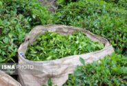 ترخیص ۱۰۰ درصدی چای خارجی ابلاغ شد