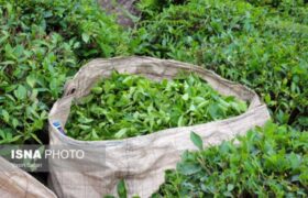 ترخیص ۱۰۰ درصدی چای خارجی ابلاغ شد