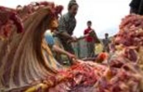 دستگیری عوامل کشتار غیرمجاز الاغ در نزدیکی قزوین