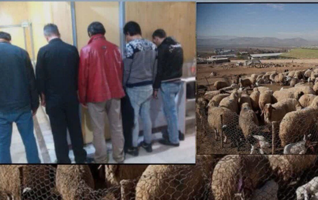 بازداشت دزدان احشام با ۱۲۱ راس گوسفند در “مرند