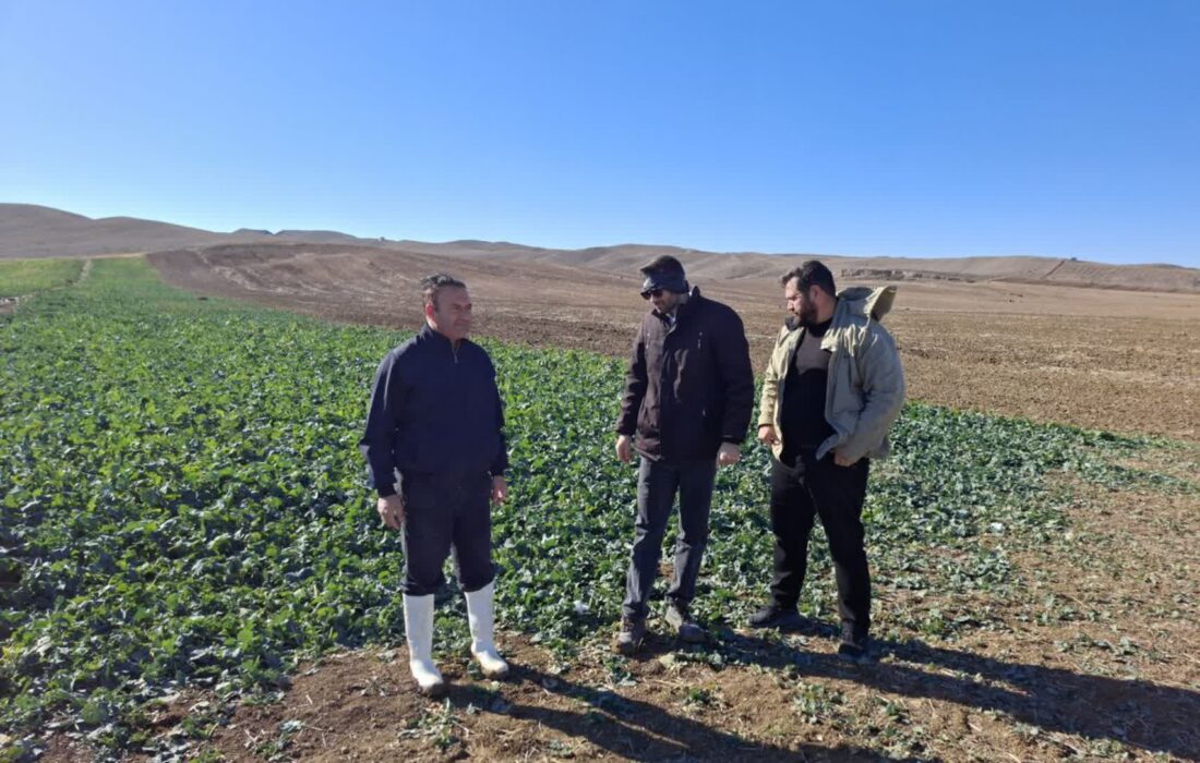 بازدید از مزارع کلزا روستای اوزبک در شهرستان خداآفرین 