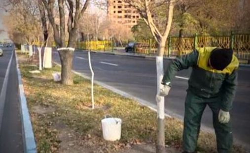 جوانسازی و اندودکاری ۷ هزار و ۱۵۵ اصله درخت در حوزه استحفاظی شهرداری منطقه ۹
