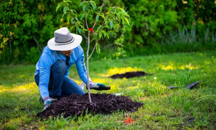 ۱۰ درخت مناسب برای کاشتن در باغچه