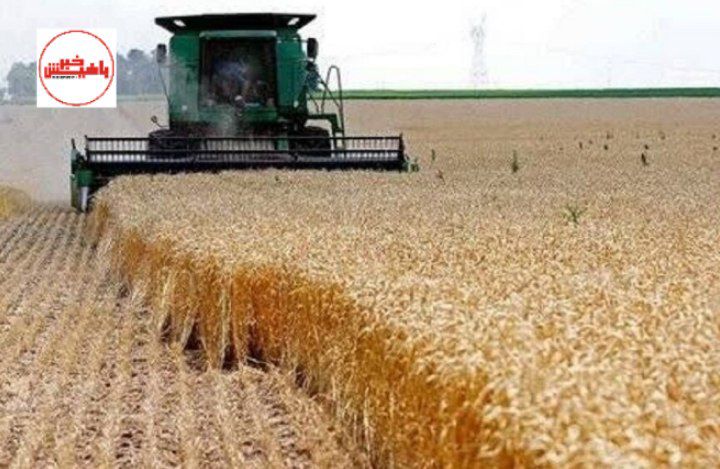 پیش‌بینی برداشت بیش از ۱۹۰ هزار تن جو از مزارع آذربایجان شرقی